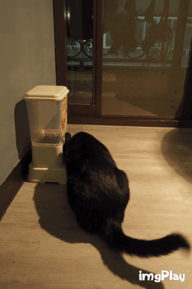 【台北】捷運忠孝新生站-貓奴必訪貓咪餐廳-Take Out Burger&Cafe／手工漢堡