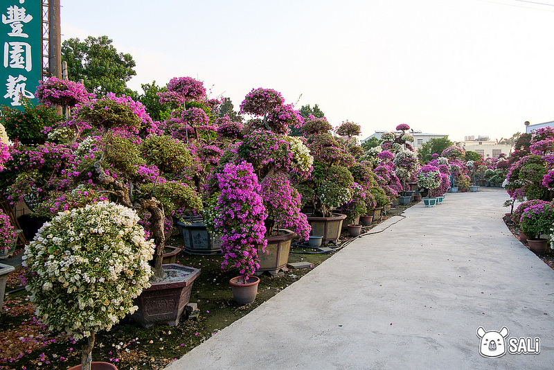 豐輝園藝（九重葛-3