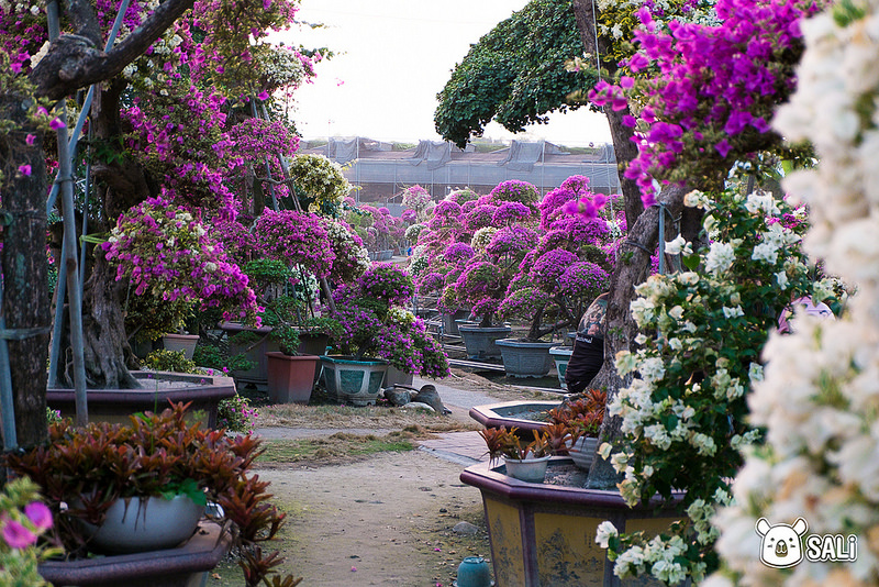 豐輝園藝（九重葛-13