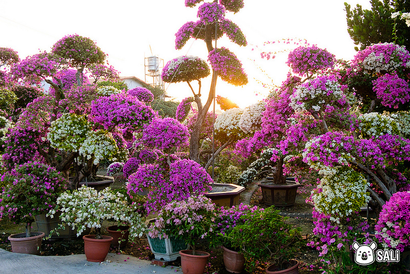 豐輝園藝（九重葛-2