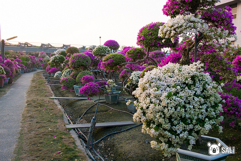 豐輝園藝（九重葛-6