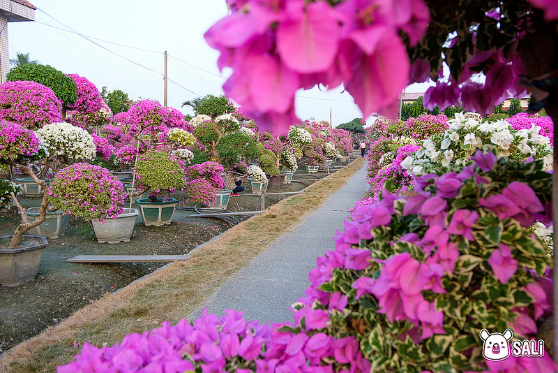 豐輝園藝（九重葛-7