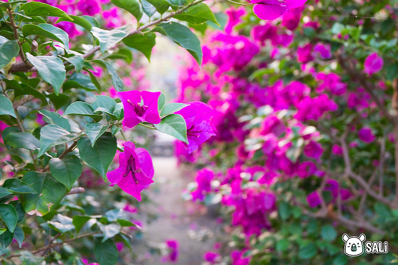 豐輝園藝（九重葛-10