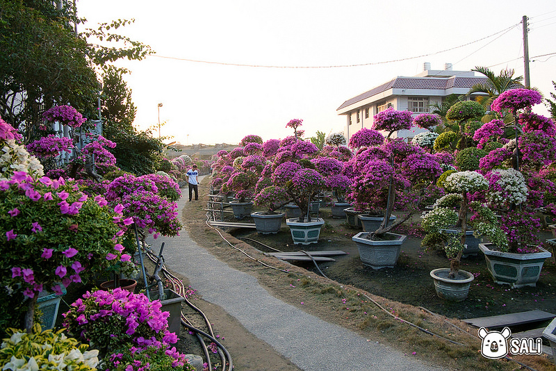 豐輝園藝（九重葛-5