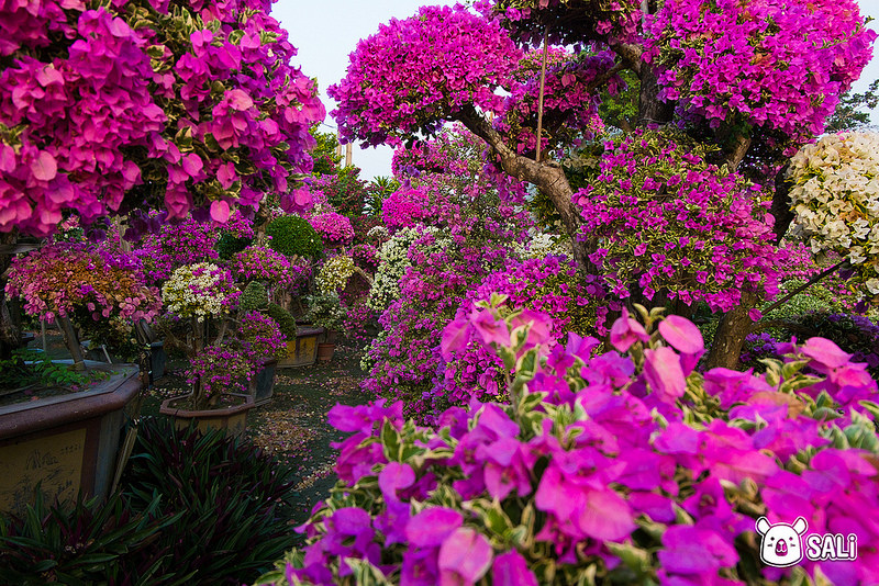 豐輝園藝（九重葛-4