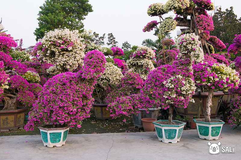 豐輝園藝（九重葛-12