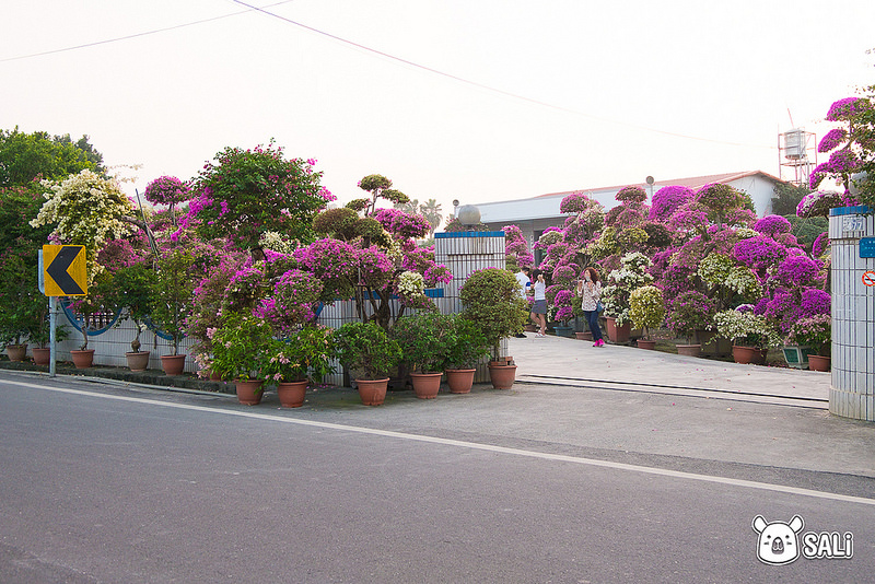 豐輝園藝（九重葛-15