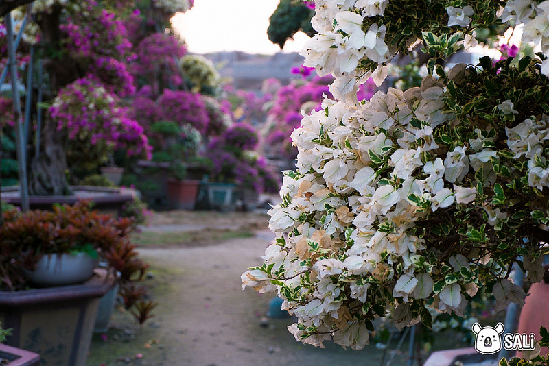 豐輝園藝（九重葛-14