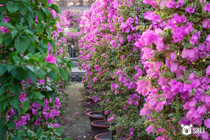 豐輝園藝（九重葛-8