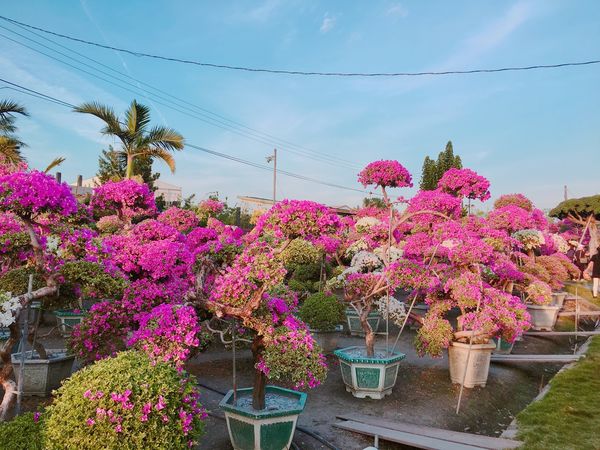 IMG_7594.JPG IMG_7594.JPG