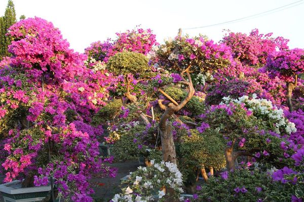 1457700_689197667781025_1312631092_n.jpg 1457700_689197667781025_1312631092_n.jpg