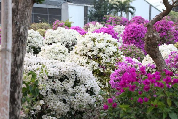 1463072_689196114447847_1619021116_n.jpg 1463072_689196114447847_1619021116_n.jpg