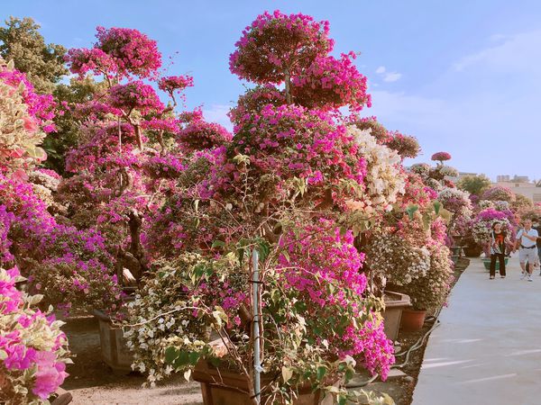 IMG_7591.JPG IMG_7591.JPG