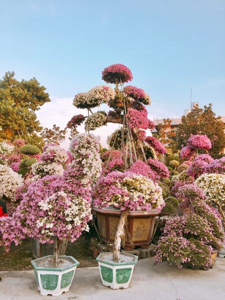 IMG_7619.JPG IMG_7619.JPG