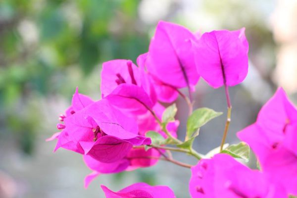 1472991_689194321114693_1175187708_n.jpg 1472991_689194321114693_1175187708_n.jpg