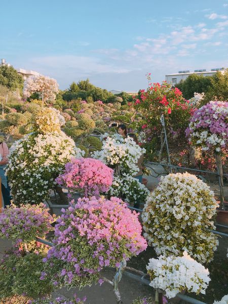 IMG_7815.JPG IMG_7815.JPG