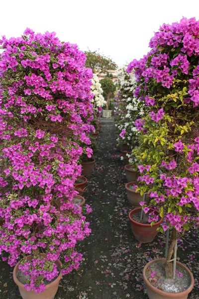 1463771_689194741114651_1030548319_n.jpg 1463771_689194741114651_1030548319_n.jpg