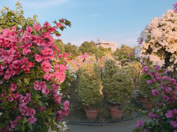 IMG_7819.JPG IMG_7819.JPG