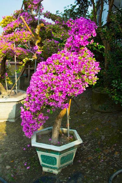 22448643_1679105642123551_4626057707491067531_n.jpg 22448643_1679105642123551_4626057707491067531_n.jpg