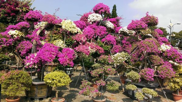 1395260_662677213766404_1773377836_n.jpg 1395260_662677213766404_1773377836_n.jpg