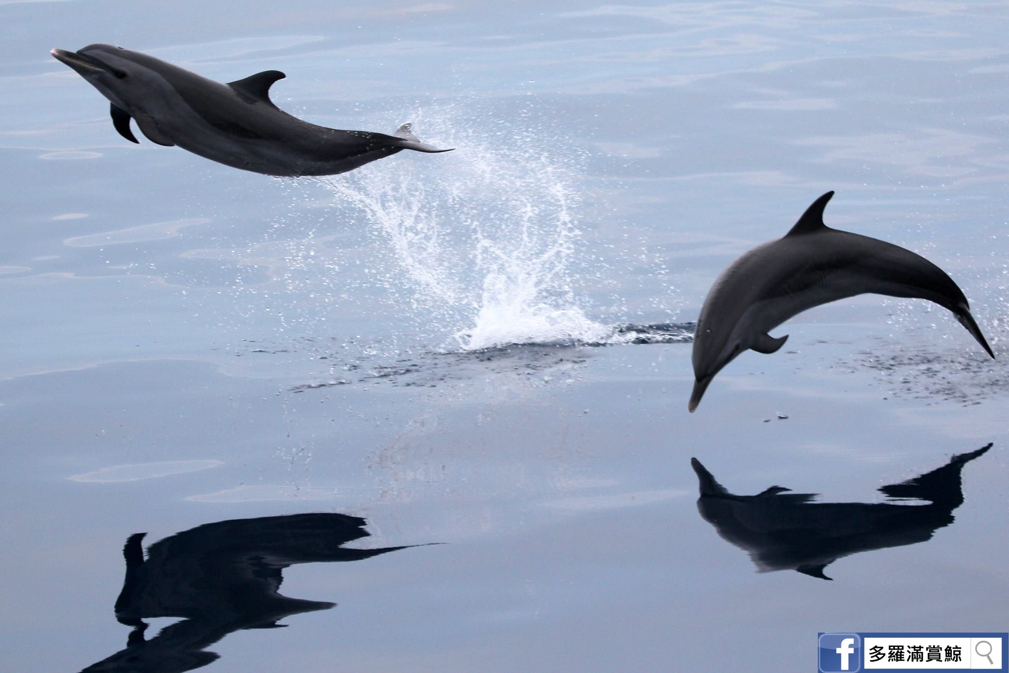 花蓮-多羅滿賞鯨旅遊