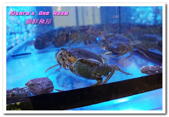 鍋鮮極屋:市民大道燒烤海鮮.最適作為逛街中繼站的現撈、現烤海産美食鍋物──鍋鮮極屋