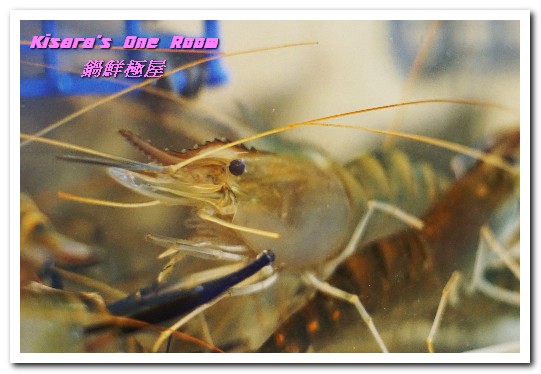 鍋鮮極屋:市民大道燒烤海鮮.最適作為逛街中繼站的現撈、現烤海産美食鍋物──鍋鮮極屋