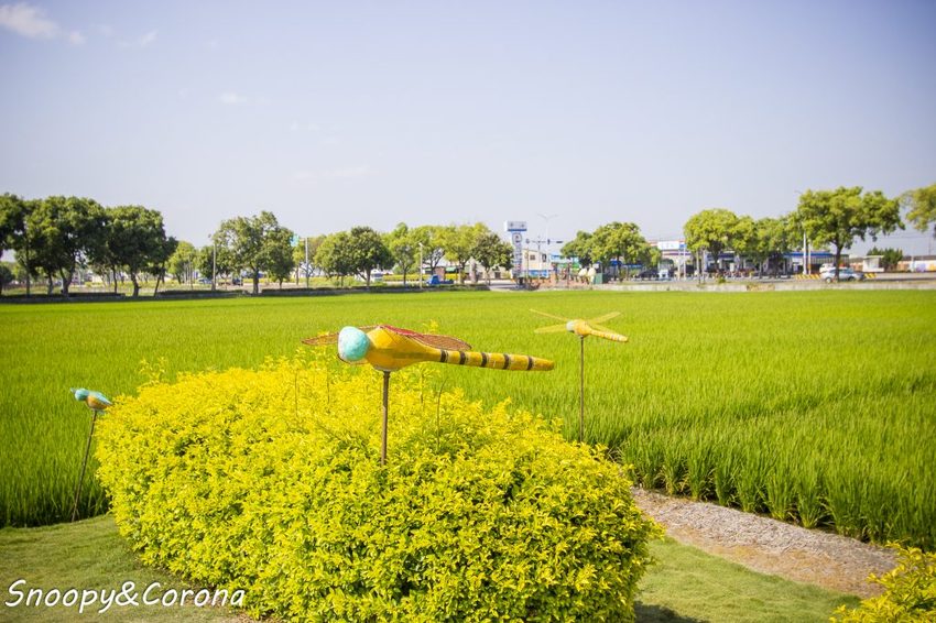 【玩樂．雲林】西螺景點／埤頭繪本公園～立體童趣繪本主題，免費拍照景點
