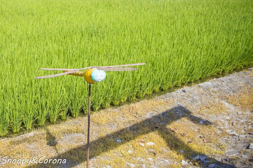 【玩樂．雲林】西螺景點／埤頭繪本公園～立體童趣繪本主題，免費拍照景點