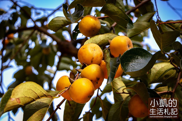 『新竹新埔』| 新埔柿餅 | 味衛佳柿餅觀光農場 | 北埔老街 | 內灣老街 | 新竹一日遊 | 小凱Vlog