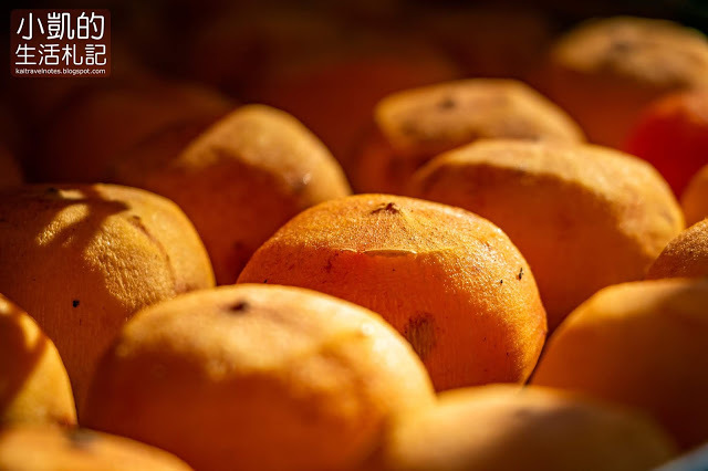 『新竹新埔』| 新埔柿餅 | 味衛佳柿餅觀光農場 | 北埔老街 | 內灣老街 | 新竹一日遊 | 小凱Vlog