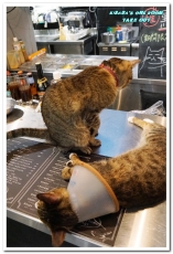 TAKE OUT burger & cafe(忠孝新生店):台北捷運忠孝新生站/手工漢堡.最療癒的貓咪餐廳──TAKE OUT.忠孝新生店