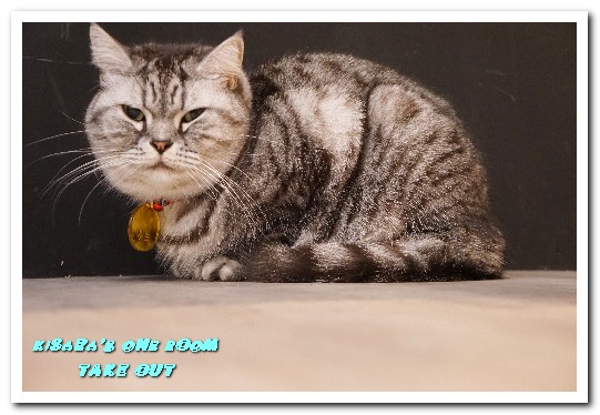 TAKE OUT burger & cafe(忠孝新生店):台北捷運忠孝新生站/手工漢堡.最療癒的貓咪餐廳──TAKE OUT.忠孝新生店