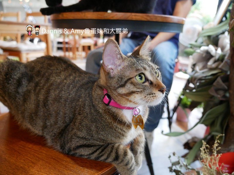 《新竹約會餐廳推薦》荷芙亭。可愛貓咪x免費韓服體驗x浪漫IG打卡絕美花牆咖啡廳 。朋友閨密網美最愛下午茶甜點,早午餐︱ 影片