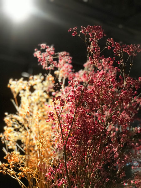 (大坪林)超低調!藏身捷運對面巷弄民宅~ 超美味歐風餐酒館從開胃菜到甜點樣樣超驚豔-Olí