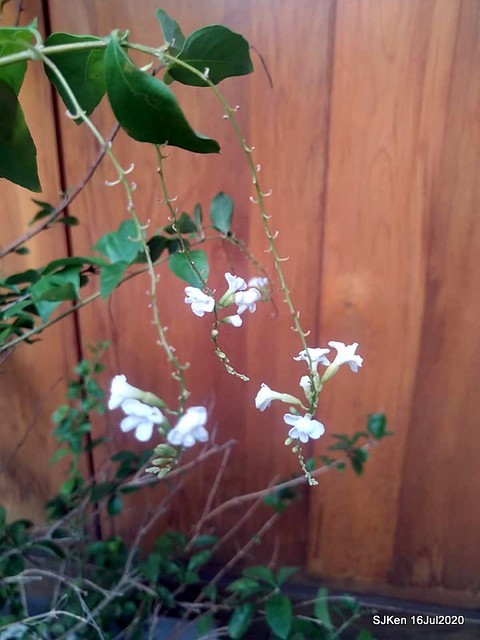 Traditional Taiwan Hi-tea refreshment at Ancient house, Taipei, Taiwan, SJKen, July 16, 2020.