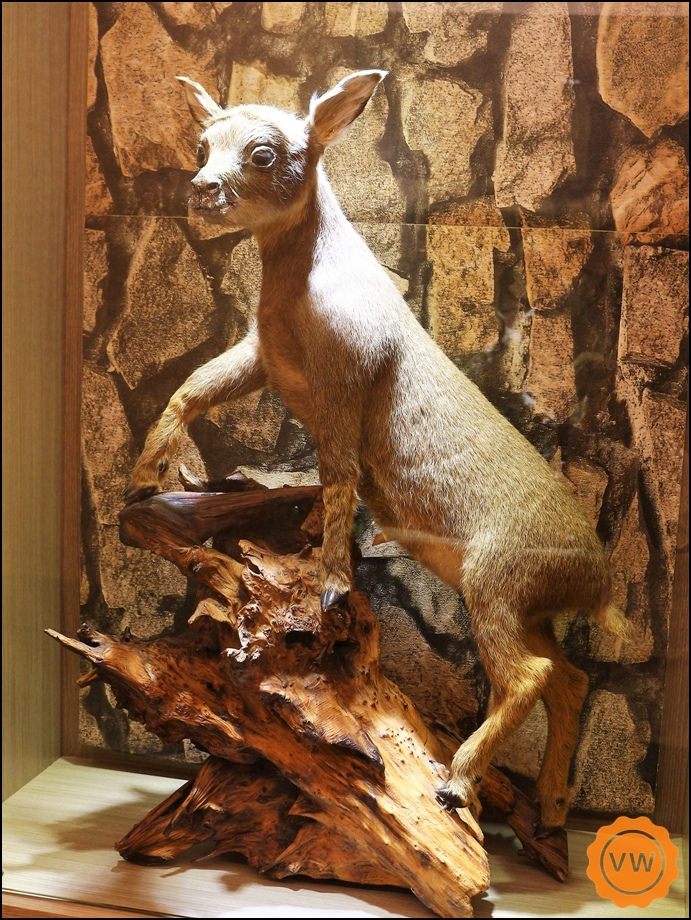 日月潭 經典大飯店-思麻丹館 日月潭 經典大飯店-思麻丹館