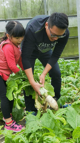 大溪區,大溪旅遊,桃園旅遊,大溪花彩節,桃園花彩節,李騰芳古宅,微笑蒔光,猛哥農園,花彩節