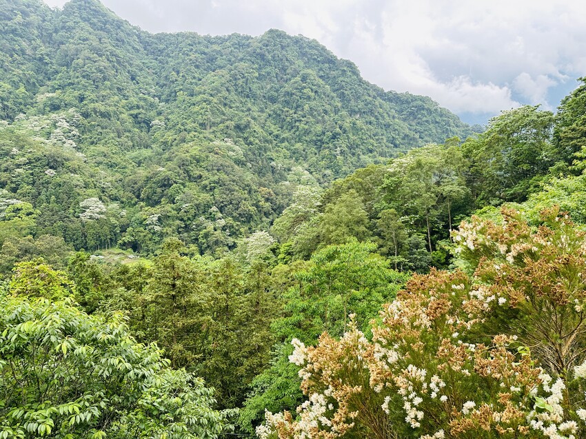 【山行寄野×山行玫瑰】苗栗南庄山林秘境民宿與景觀咖啡廳，靜謐