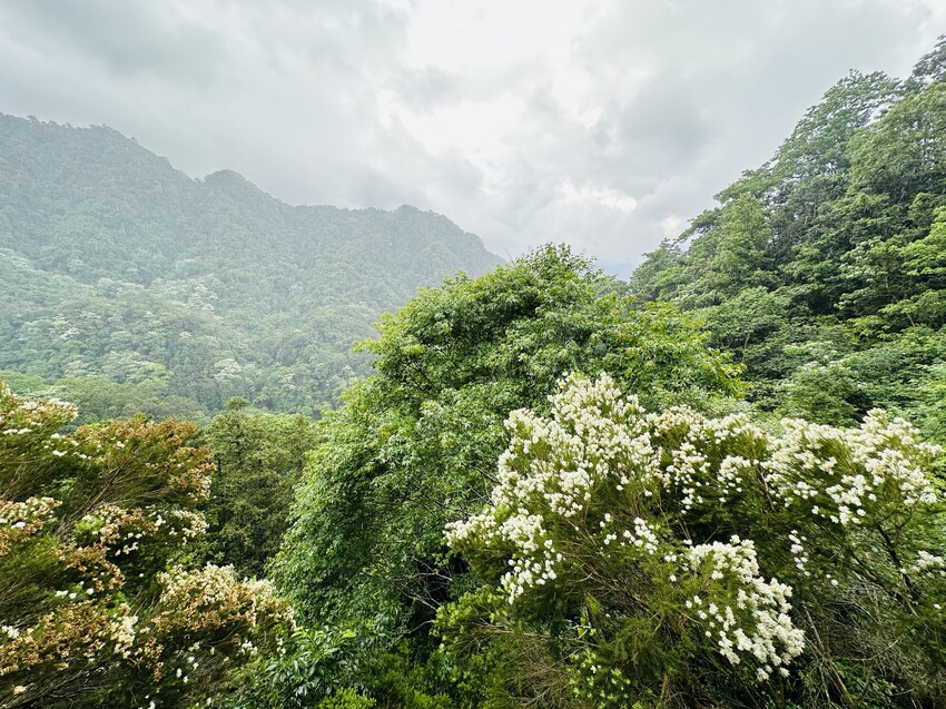 【山行寄野×山行玫瑰】苗栗南庄山林秘境民宿與景觀咖啡廳，靜謐