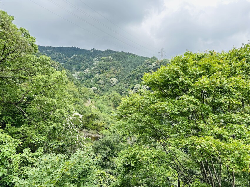 【山行寄野×山行玫瑰】苗栗南庄山林秘境民宿與景觀咖啡廳，靜謐