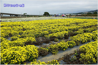 台北賞花。2017士林官邸菊展眾星雲菊