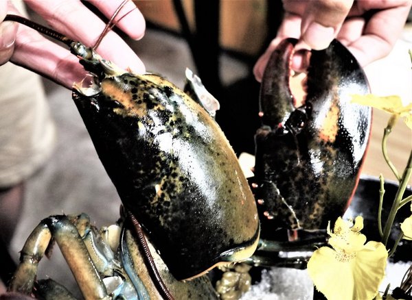 鮮入圍煮-精緻鍋物：【板橋/火鍋】 鮮入圍煮-精緻鍋物，活波士頓龍蝦鍋，活沙公鍋～滿滿的頂級海鮮～文末有完整菜單