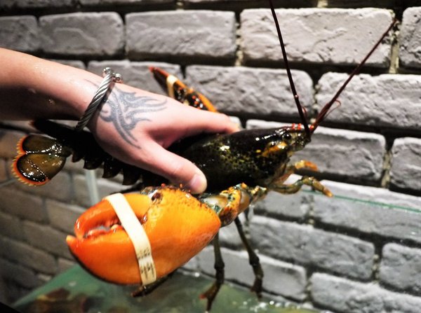 鮮入圍煮-精緻鍋物：【板橋/火鍋】 鮮入圍煮-精緻鍋物，活波士頓龍蝦鍋，活沙公鍋～滿滿的頂級海鮮～文末有完整菜單