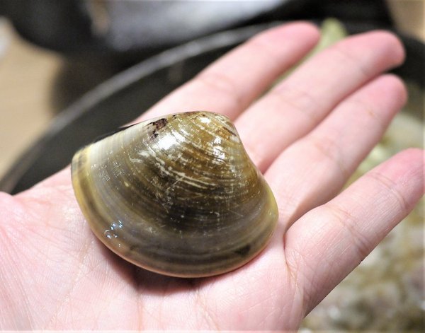 鮮入圍煮-精緻鍋物：【板橋/火鍋】 鮮入圍煮-精緻鍋物，活波士頓龍蝦鍋，活沙公鍋～滿滿的頂級海鮮～文末有完整菜單