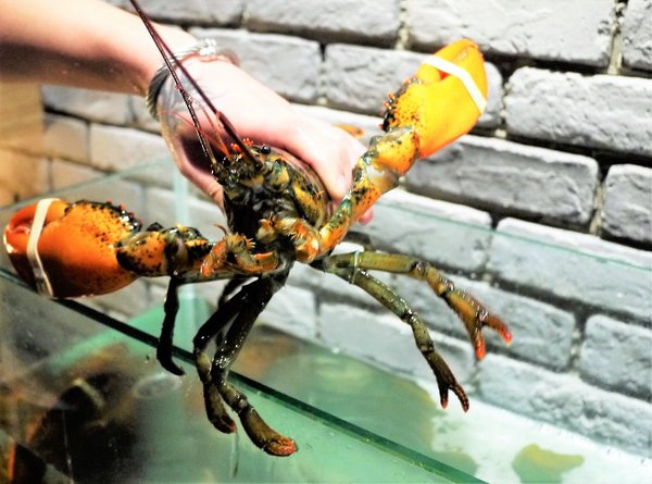 鮮入圍煮-精緻鍋物：【板橋/火鍋】 鮮入圍煮-精緻鍋物，活波士頓龍蝦鍋，活沙公鍋～滿滿的頂級海鮮～文末有完整菜單