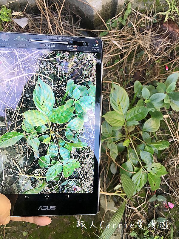 植物檢索App,讓手機也能變身成植物百科全書!台南大學植物檢索教育推廣計畫