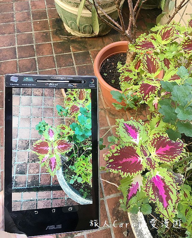 植物檢索App,讓手機也能變身成植物百科全書!台南大學植物檢索教育推廣計畫