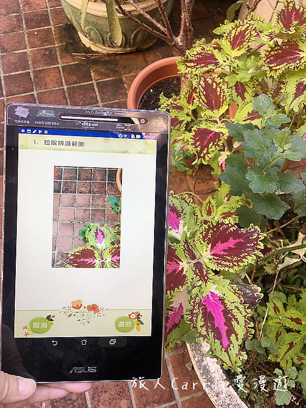 植物檢索App,讓手機也能變身成植物百科全書!台南大學植物檢索教育推廣計畫