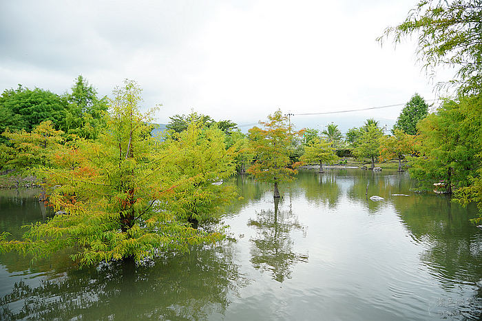 花蓮落羽松景觀餐廳！松湖驛站落羽松湖畔美景，品嚐各國美食合菜下午茶。